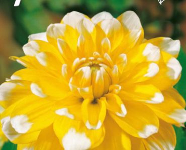 Далия Decorative Seattle