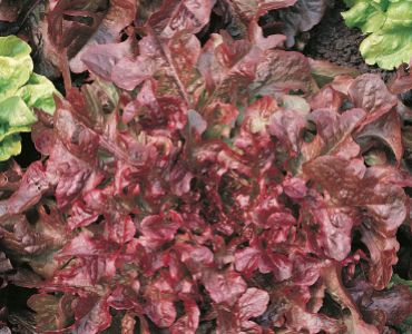 салата Red Salad Bowl`SG