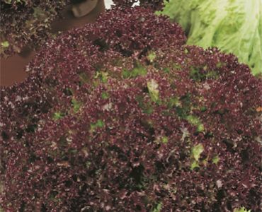 салата Лоло Роса`SG