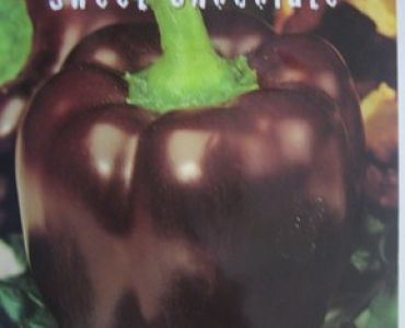 пипер Калифорнийско чудо Черен (Sweet Chocolate)