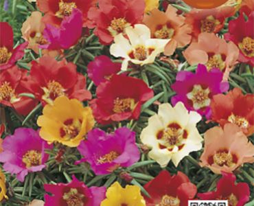 Калдъръмче - едроцветно`SG