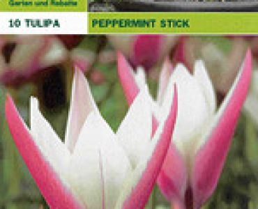 Лалета Peppermint Stick Stelata 10 бр (пакет)