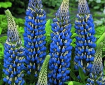 Лупина Синя