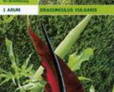 Арум (Dracunculus vulgaris)