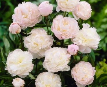 Божур Shirley Temple