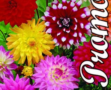 Далия Decorativa Mix (3 корена)