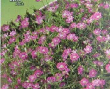 Гипсофила - розова