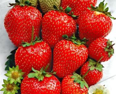 ягоди Ostara (целогодишни)