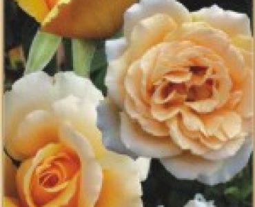 Храстовидна роза 011