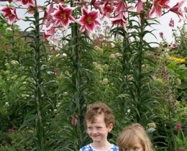 лилиум дървовиден Friso (розово с бяло)