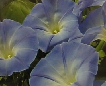 Фарбитис - Ипомея 