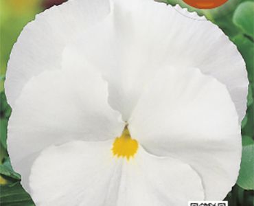 Теменуга бяла`SG