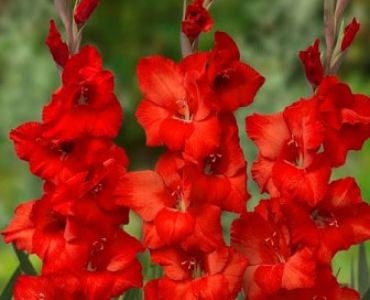 Гладиол Wig's sensation