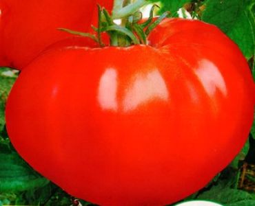домати Фантазия