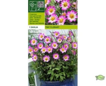 далия ниска Tiny Florart