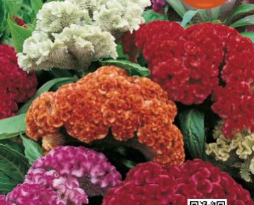 Целозия - петльов гребен - кичест`SG