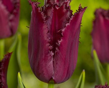 лале Fringed Pacific Pearl