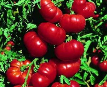 домати Марманд