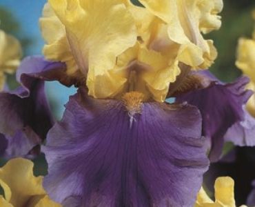 Ирис Germanica blue/yellow