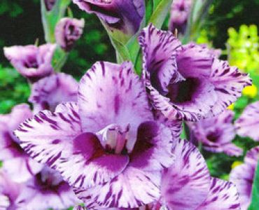 гладиол Passos