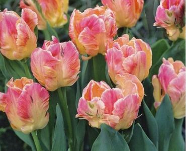 лале Parrot Libretto Parrot