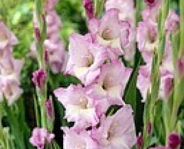 гладиол Belladonna