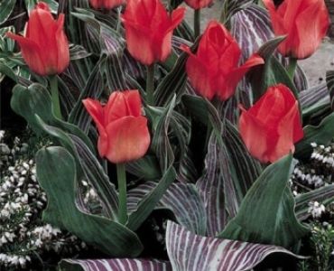 Лале botanical oratorio