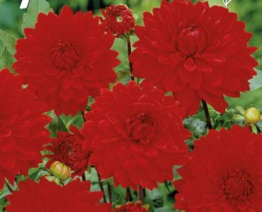 Далия Decorative Arnhem (ниска)