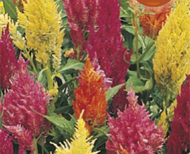 Семена Целозия`SG