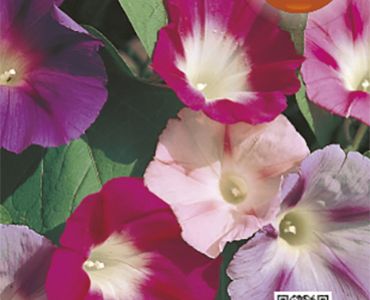 Ипомея микс`SG