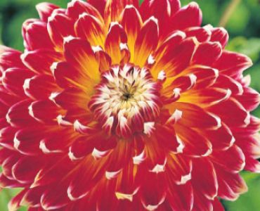 Далия Dekorativa Akita