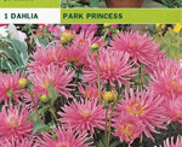 далия ниска Park Princess