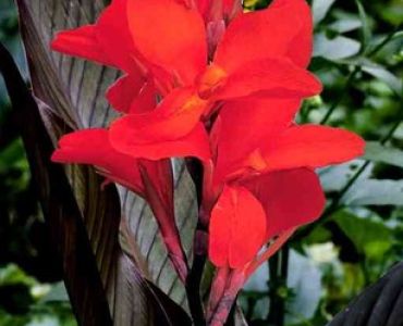 канна Червена