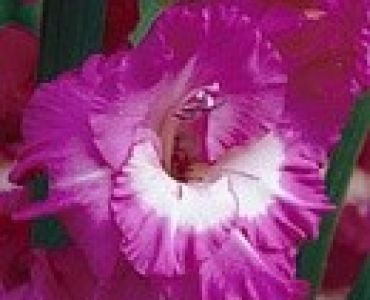 гладиол Valencia