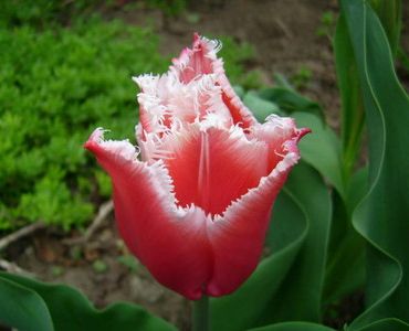 лале Fringed Canasta