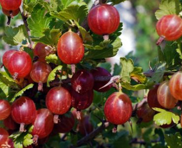 Цариградско грозде червено 