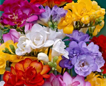 Фрезии кичести - микс 10бр.