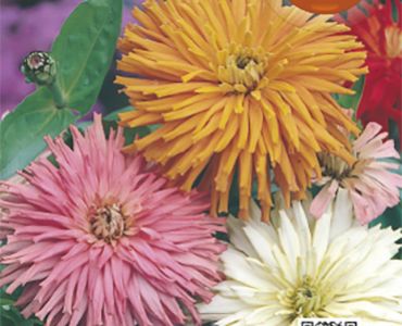 Циния игличеста`SG