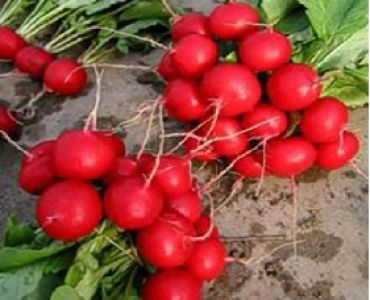 Репички Брава