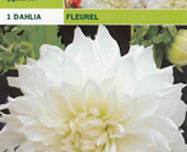 далия Fleurel