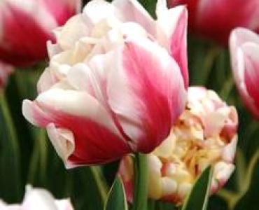 лале Decorative art Wirosa 11/12