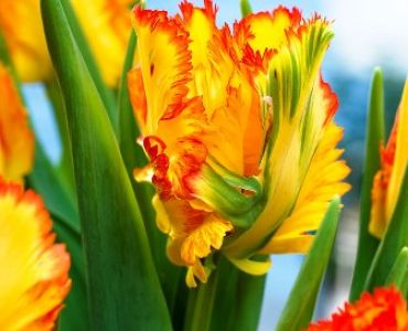 лале Caribbean Parrot 11/12