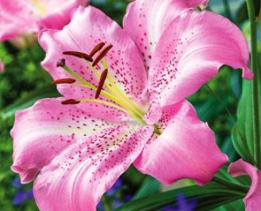 лилиум Oriental Josephine 14/16