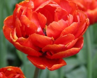 лале Decorative art Miranda 11/12