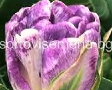 лале Bold Double Shirley 11/12