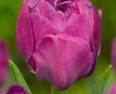 лале Bold Abigail 11/12