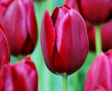 лале National Velvet 11/12