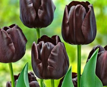 лале Paul Scherer 11/12