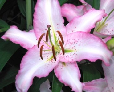 Лилиум Brasilia