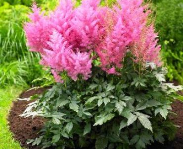 Астилбе розово